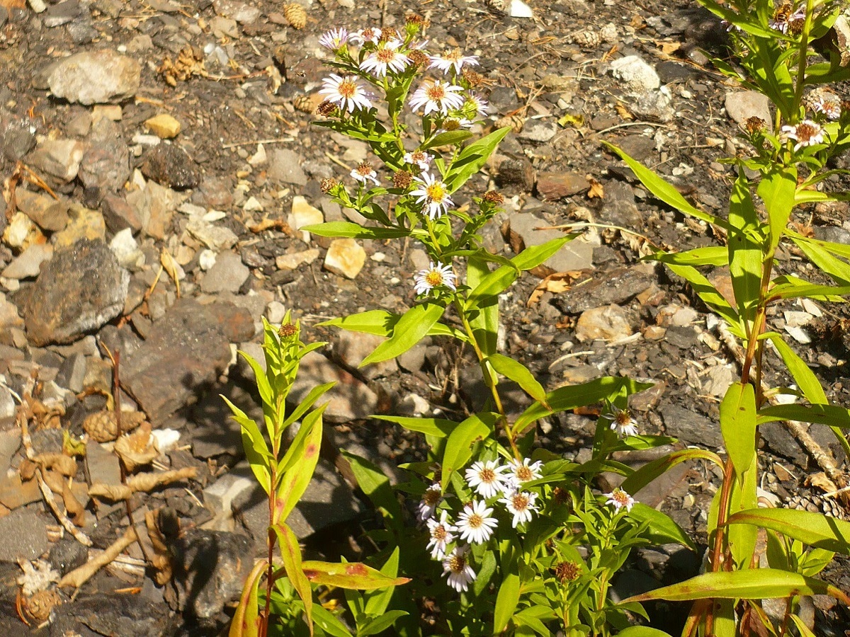 Symphyotrichum novi-belgii (Asteraceae)